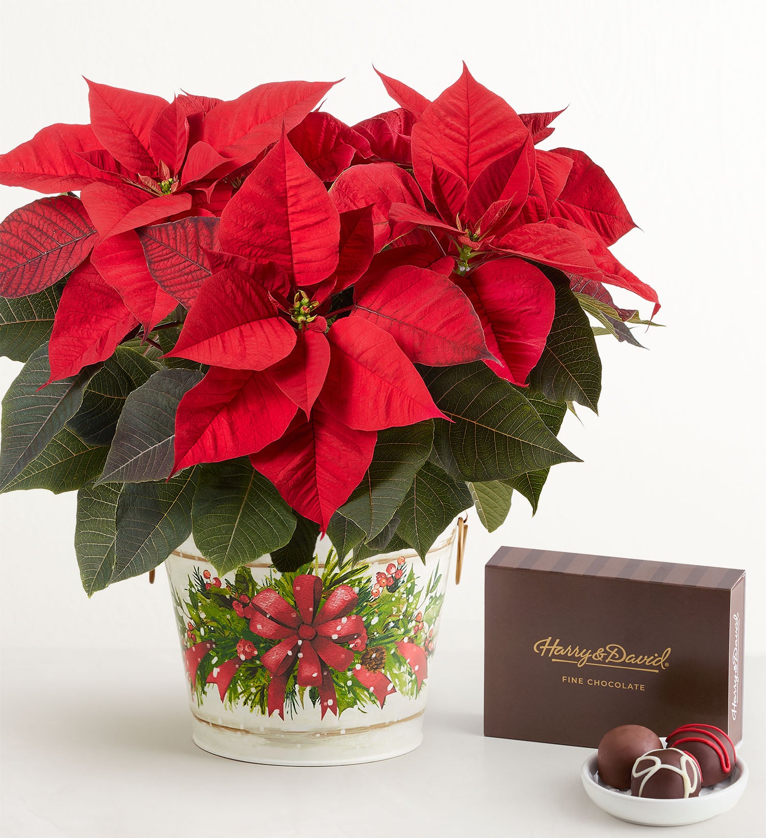 Holiday Traditions Poinsettia