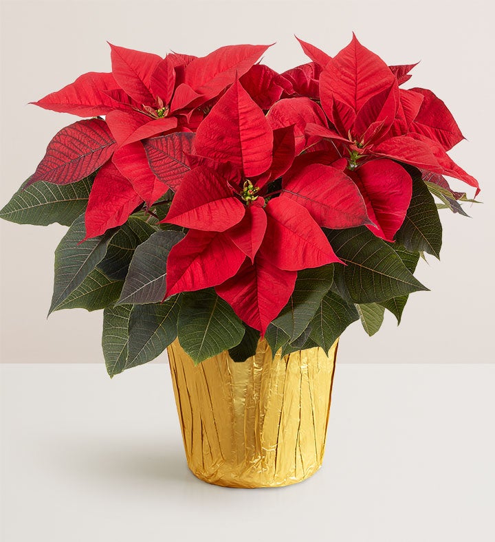 Holiday Traditions Poinsettia