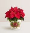 Holiday Traditions Poinsettia