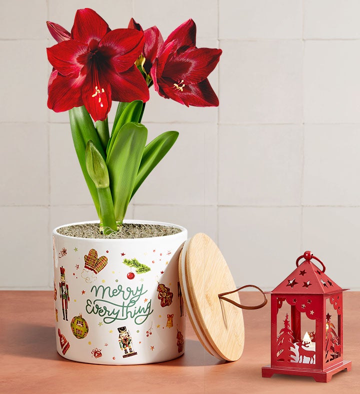 Merry Everything Amaryllis