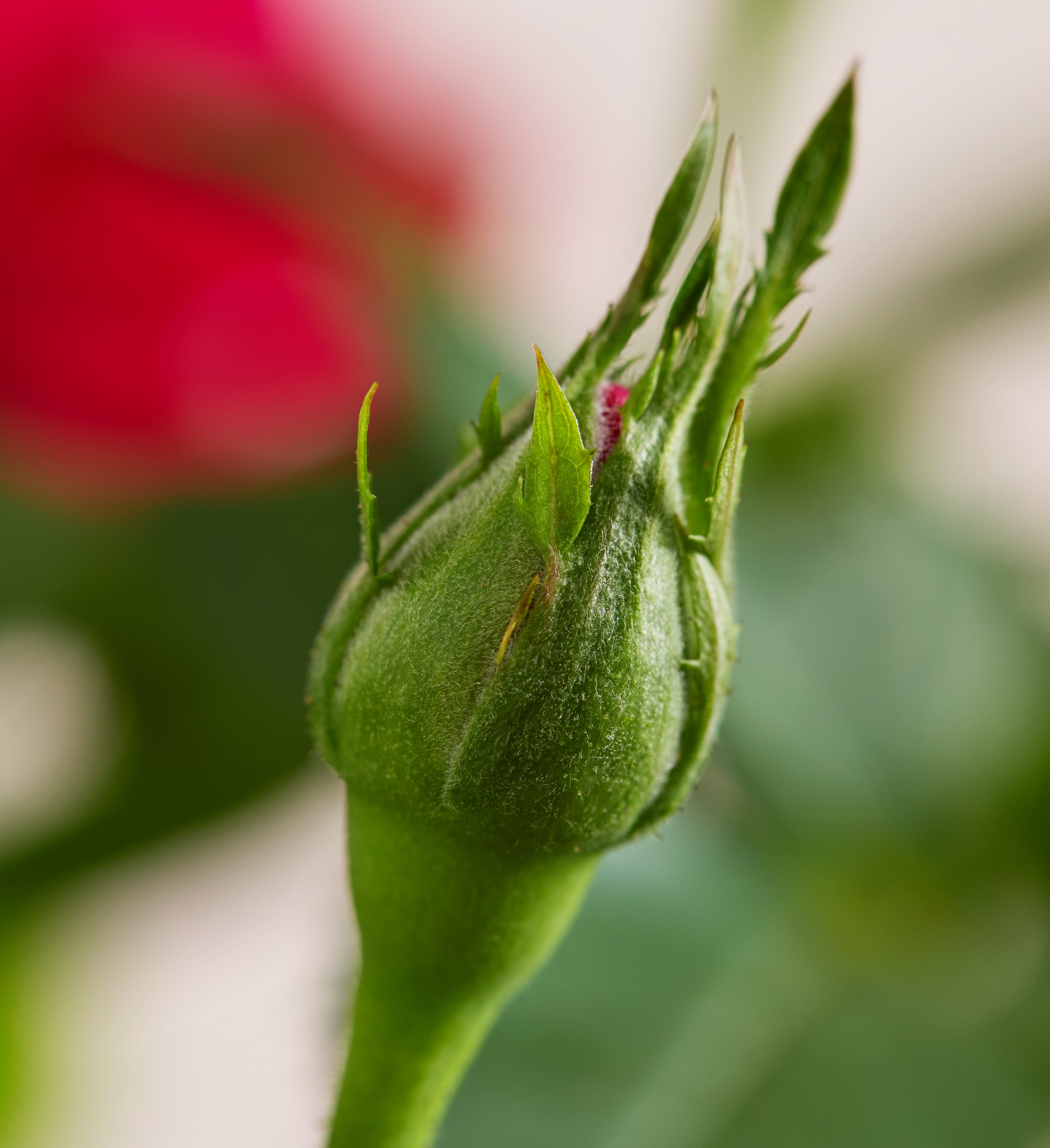 Bundle of Love Rose Plant | 1800Flowers