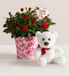 Bundle of Love Rose Plant