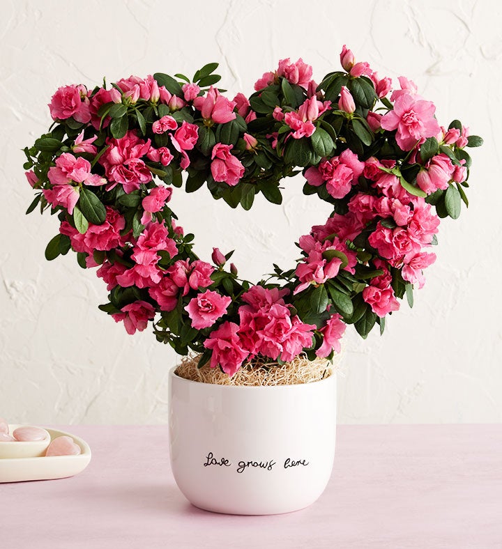 Love Grows Here Azalea Topiary