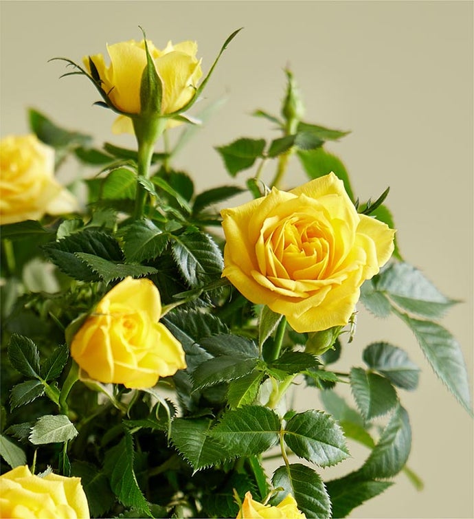 Summer Gnome Rose Plant