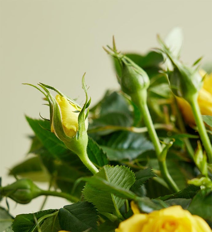 Summer Gnome Rose Plant