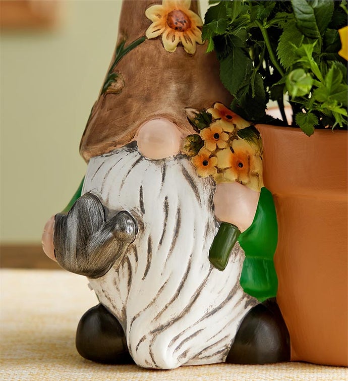 Summer Gnome Rose Plant