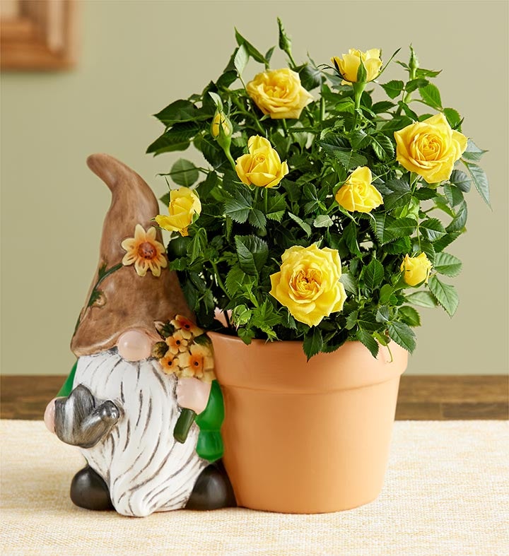 Assorted Roses