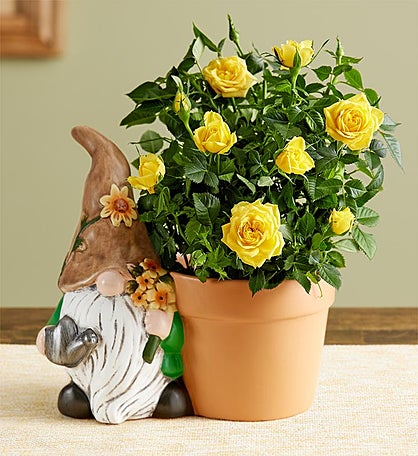 Spring Gnome Rose Plant