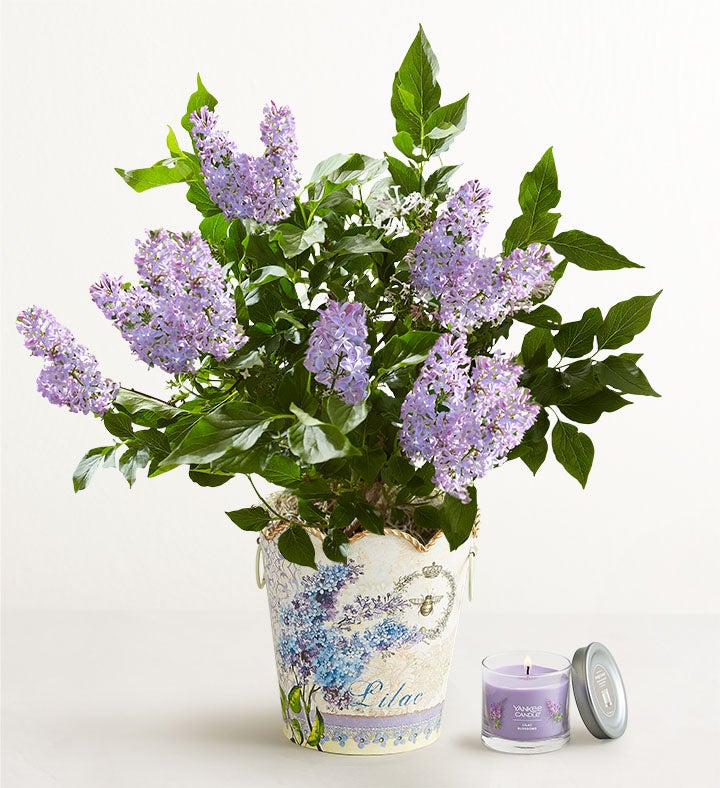 Fragrant Lilac Plant