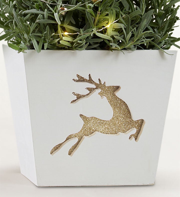 Fragrant Holiday Lavender Tree