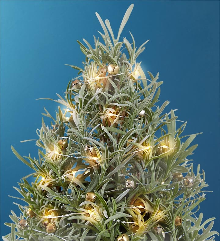 Fragrant Holiday Lavender Tree