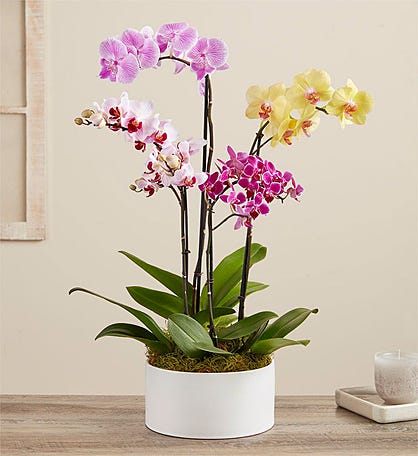 1-800-Flowers Flower Delivery Ocean Breeze Orchids 10 Stems W/ Clear Vase