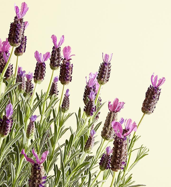 Lavender Topiary