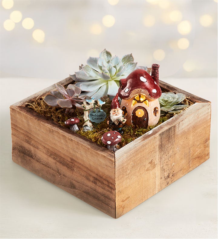 Welcome Gnome Succulent Garden