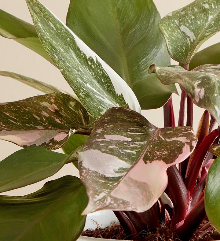 Philodendron Pink Princess Plant