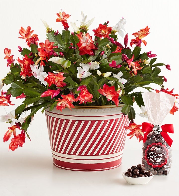 Candy Cane Christmas Cactus