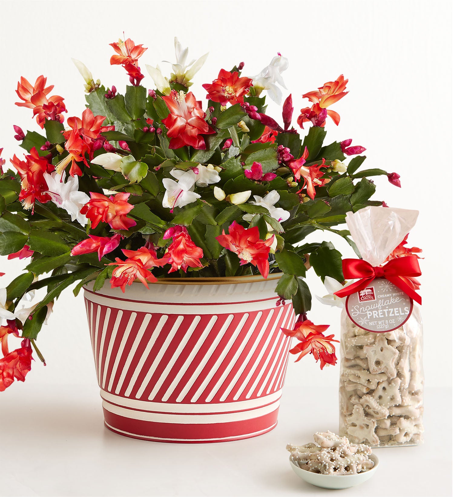 Candy Cane Christmas Cactus