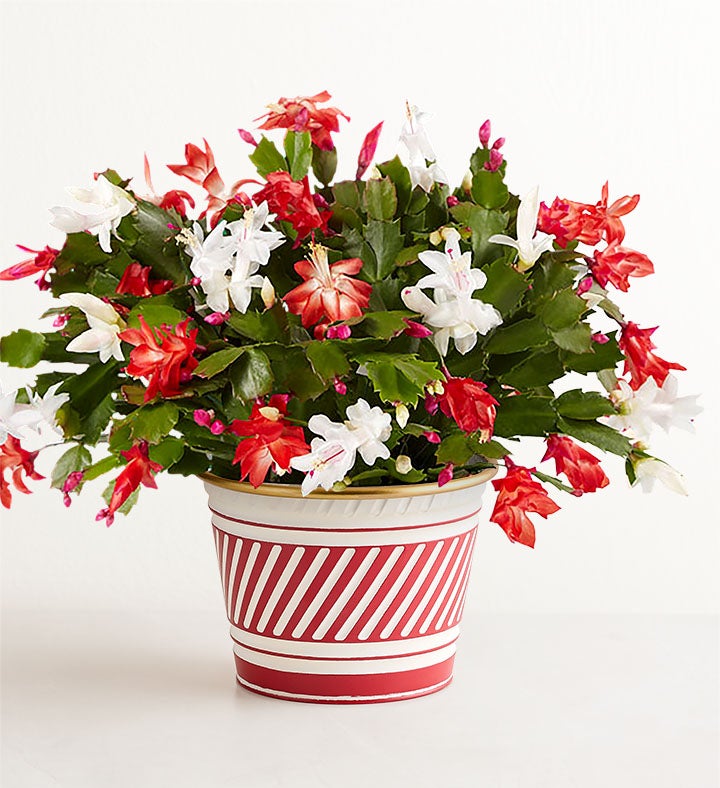 Candy Cane Christmas Cactus