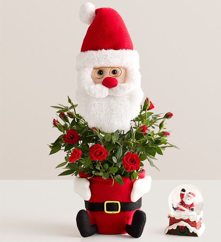 Santa's Surprise Red Rose