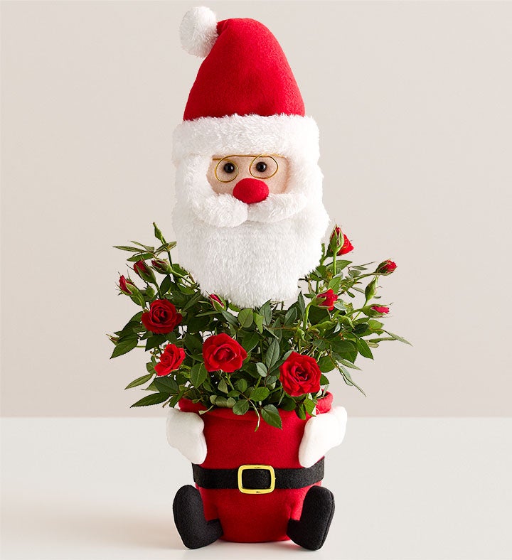 Santa's Surprise Red Rose