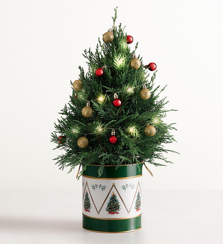 Winter Wishes Cypress Tree