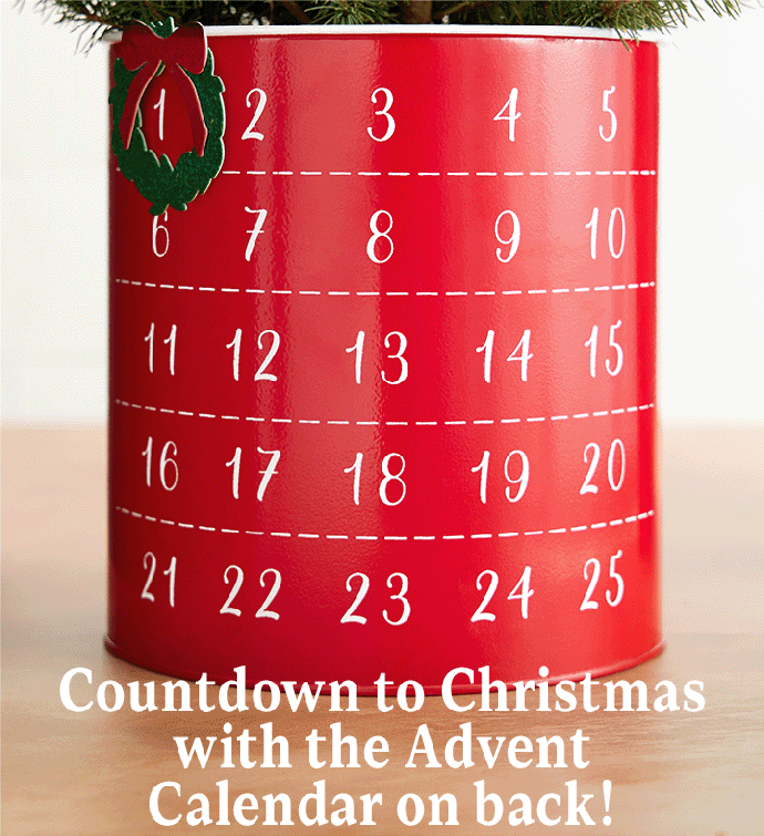 Countdown to Christmas Spruce Tree