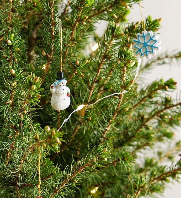 Countdown to Christmas Spruce Tree
