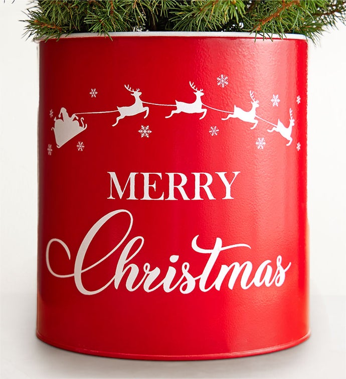 Countdown to Christmas Spruce Tree