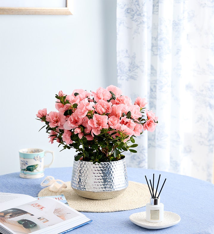 Pretty Pink Azalea