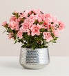 Pretty Pink Azalea