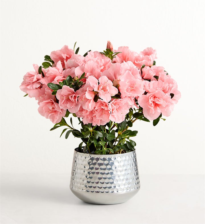 Pretty Pink Azalea