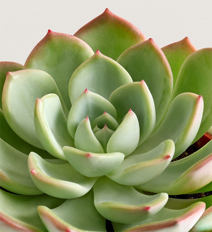 Celebration Succulents™ Hooray! It’s Your Birthday