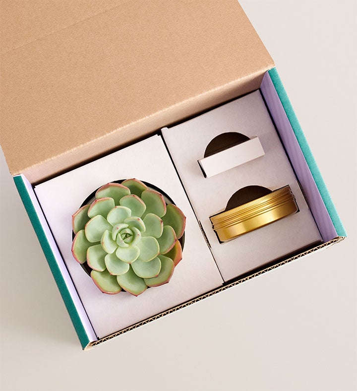 Celebration Succulents™ Hooray! It’s Your Birthday