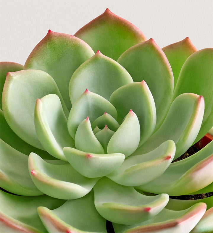 Celebration Succulents™ Cheers
