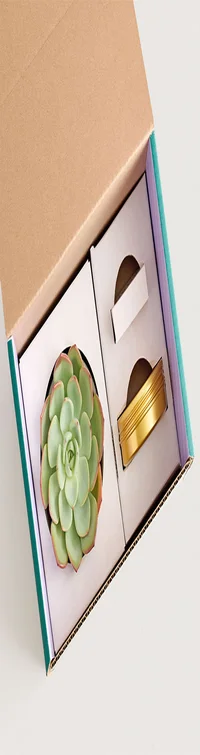 Celebration Succulents™ Cheers