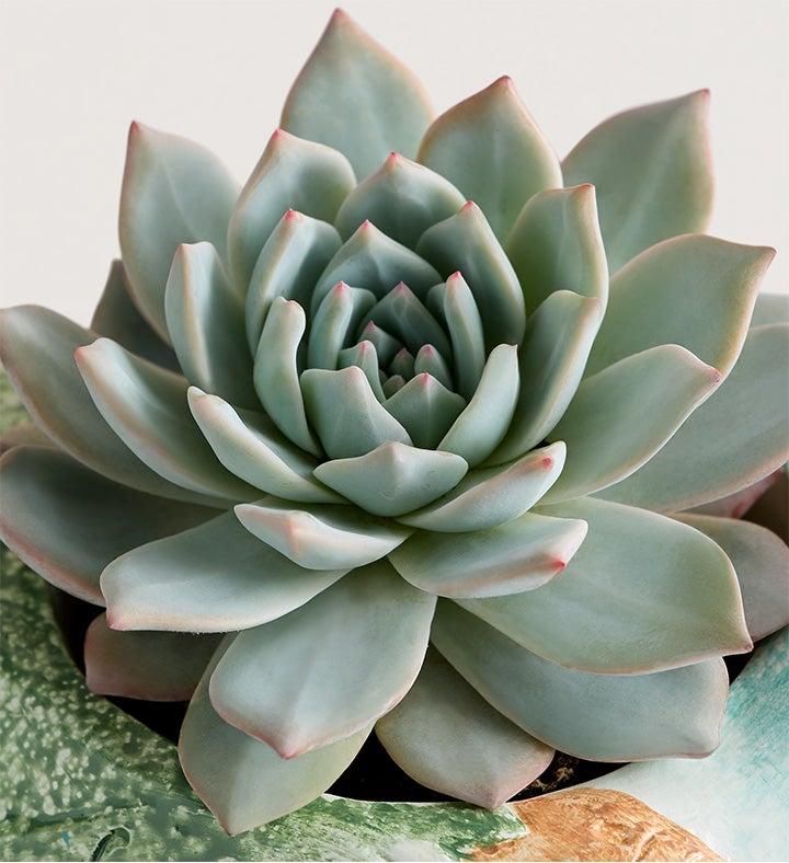 Garden Songbird Succulent