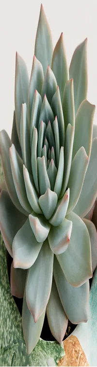 Garden Songbird Succulent