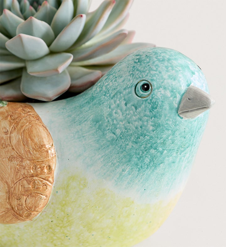 Garden Songbird Succulent