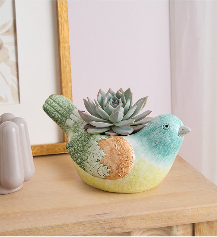 Garden Songbird Succulent
