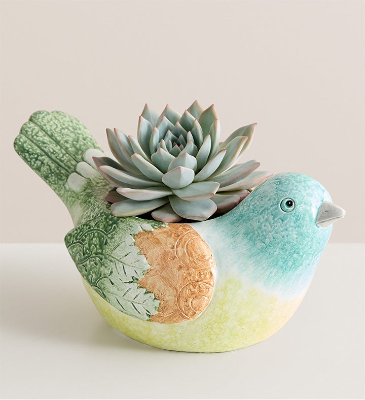 Garden Songbird Succulent