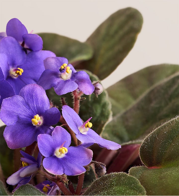 Thanks for Helping Me Grow African Violet