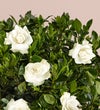 Fragrant Gardenia™