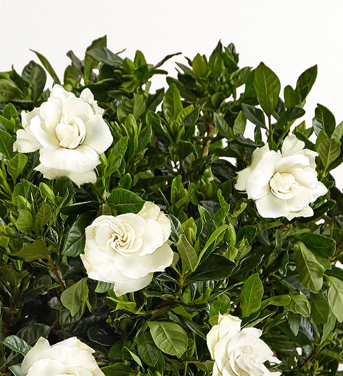 Fragrant Gardenia™