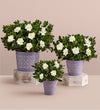 Fragrant Gardenia™