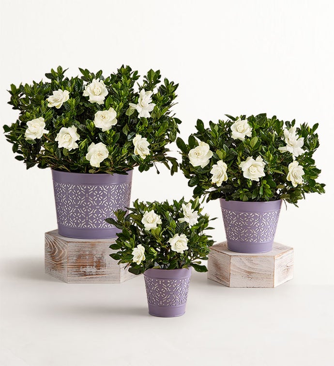 Fragrant Gardenia™