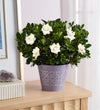 Fragrant Gardenia™
