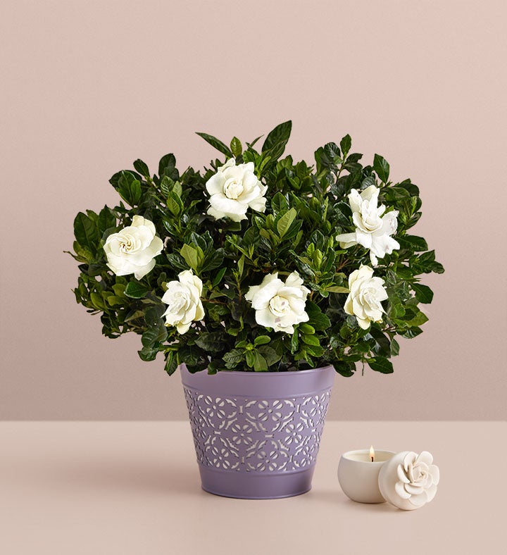 Fragrant Gardenia™