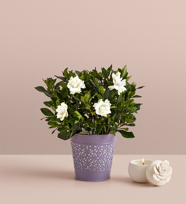 Fragrant Gardenia™