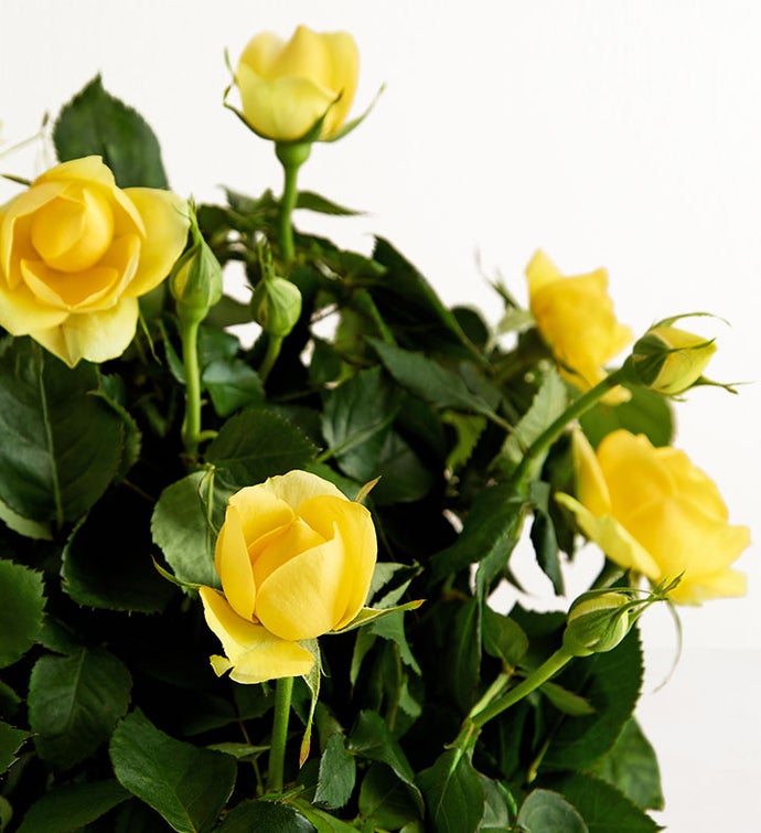 Mother’s Day Rose Plant