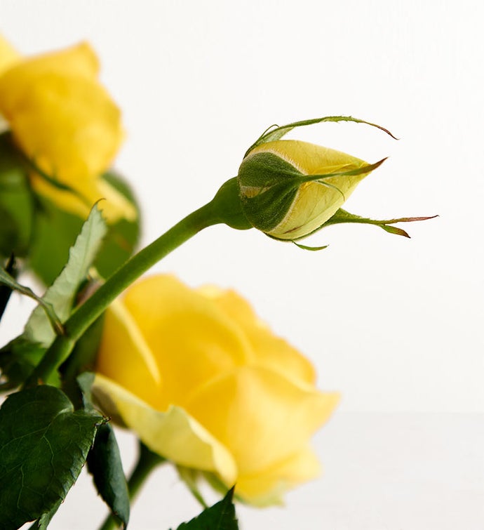 Mother’s Day Rose Plant